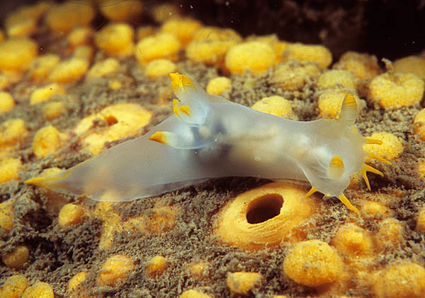 Polycera faroensis - Sea Slugs & Sea Hares (Nudibranchs etc)