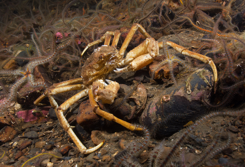 Hyas sp. - Crabs, Lobsters, Shrimps & Prawns etc (Crustacea)