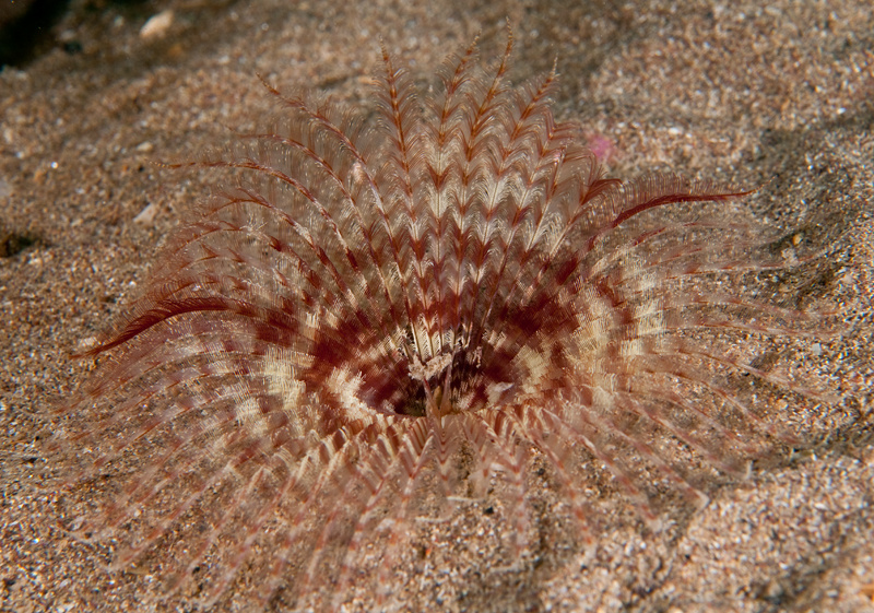 Acromegalomma vesiculosum - Worms (from various groups)