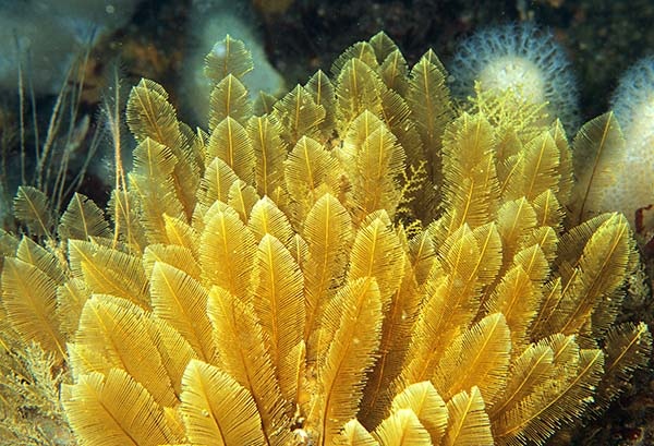Gymnangium montagui - Sea Firs (Hydrozoa)