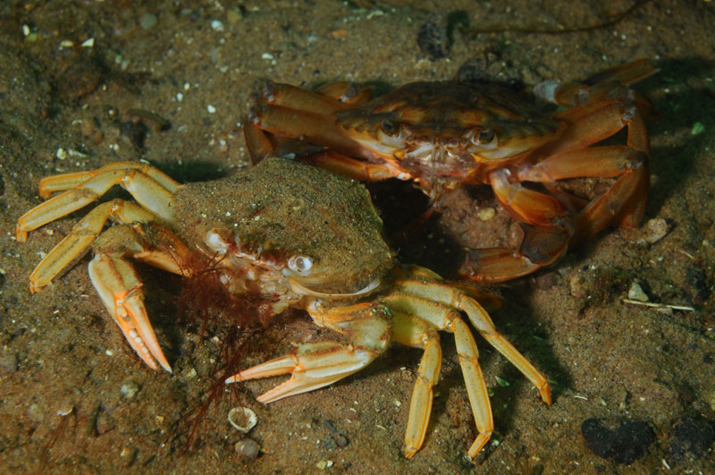 Liocarcinus depurator moulting h - Behaviour observations