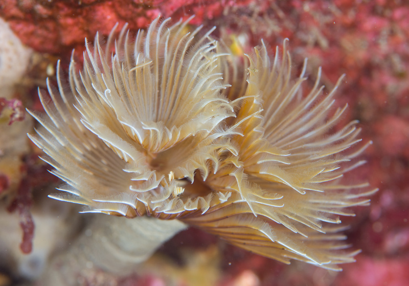 Bispira volutacornis - Worms (from various groups)