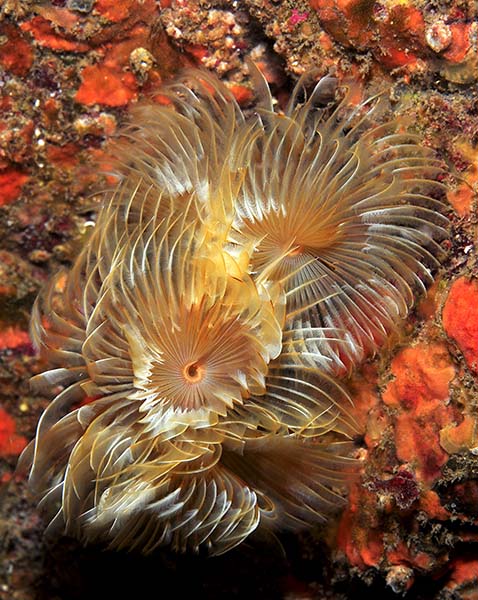 Bispira volutacornis - Worms (from various groups)