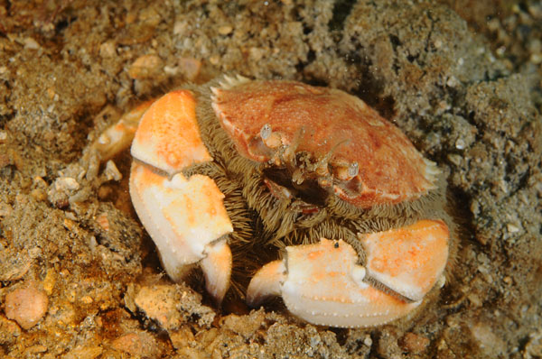 Atelecyclus rotundatus - Crabs, Lobsters, Shrimps & Prawns etc (Crustacea)