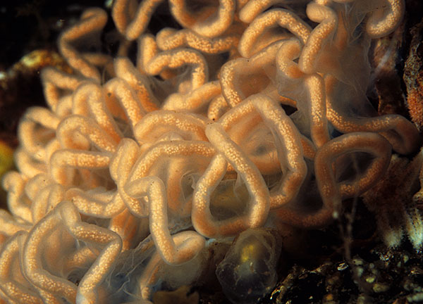 Aplysia punctata egg mass - Sea Slugs & Sea Hares (Nudibranchs etc)