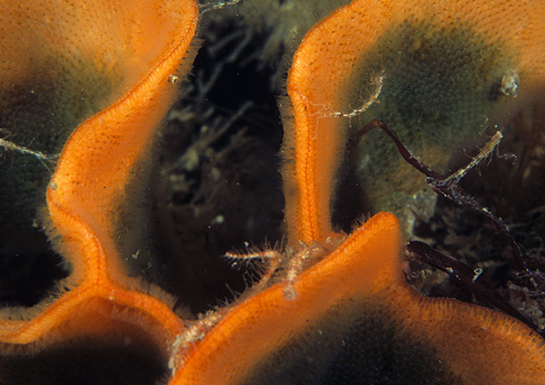 Pentapora foliacea - Sea Mats (Bryozoa)