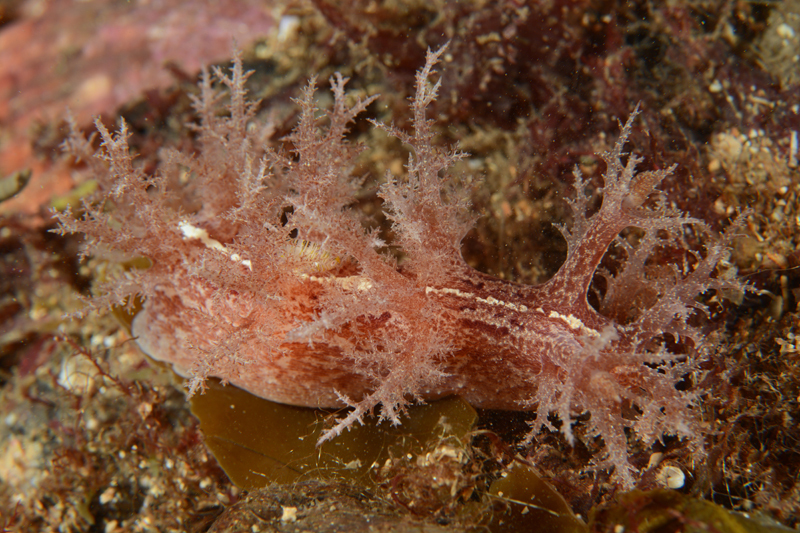 Dendronotus frondosus - Sea Slugs & Sea Hares (Nudibranchs etc)