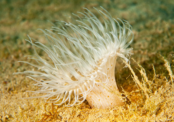 Sagartiogeton undatus - Anemones (Anthozoa)