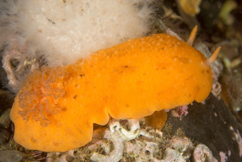 Archidoris pseudoargus - Sea Slugs & Sea Hares (Nudibranchs etc)
