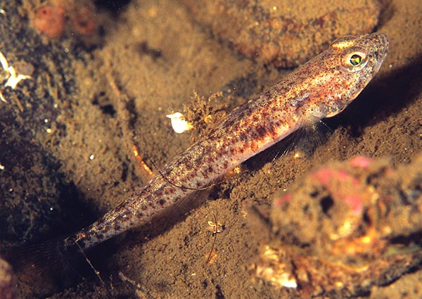 Pomatoschistus norvegicus - Fishes – bony and cartilagous (Pisces)