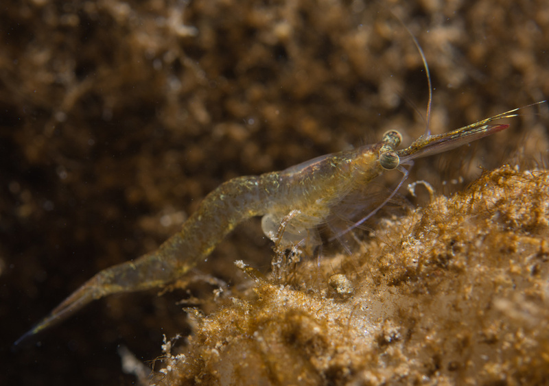 Neomysis integer - Crabs, Lobsters, Shrimps & Prawns etc (Crustacea)