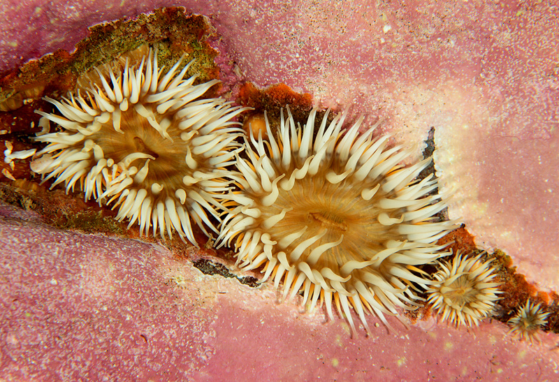 Sagartia elegans - Anemones (Anthozoa)