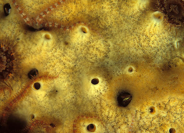 Myxilla incrustans - Sponges (Porifera)