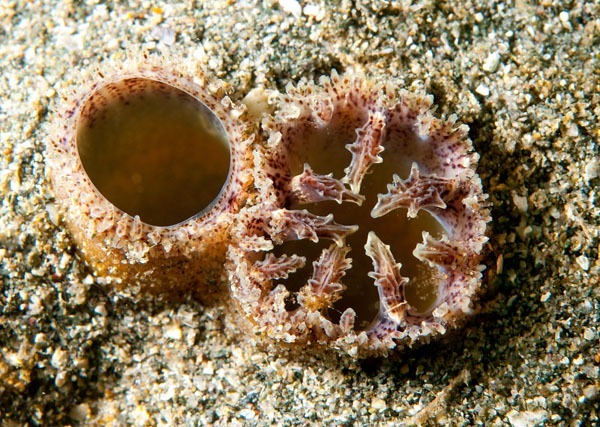 7 - HELP! - Identification Required