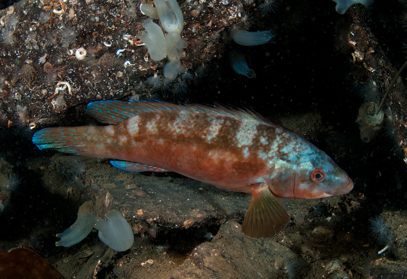 Labrus bergylta - Fishes – bony and cartilagous (Pisces)
