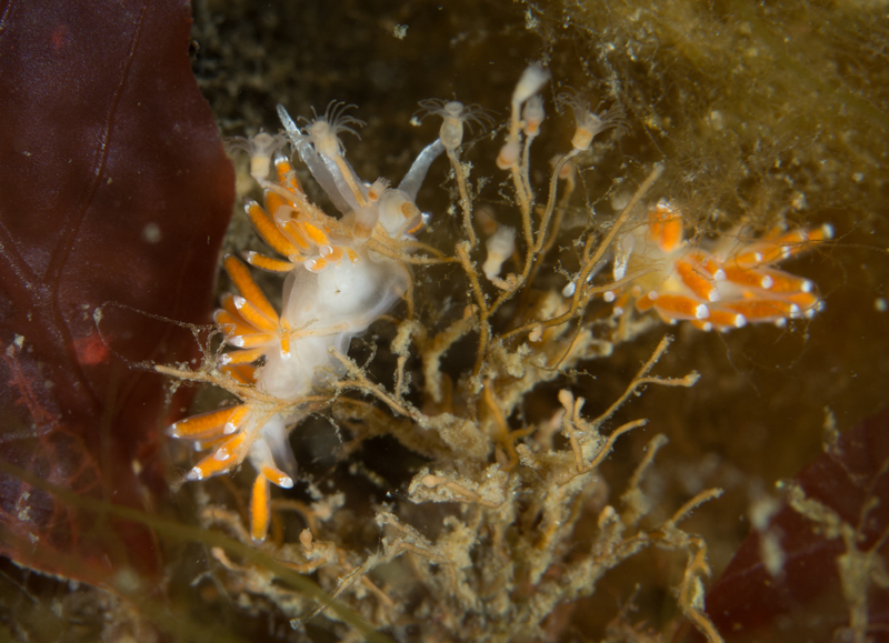 Microchlamylla gracilis - Sea Slugs & Sea Hares (Nudibranchs etc)