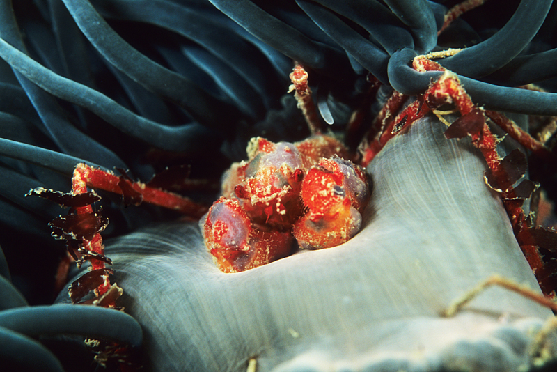 Inachus phalangium - Crabs, Lobsters, Shrimps & Prawns etc (Crustacea)