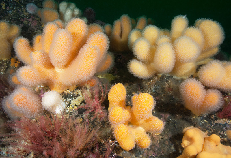 Scottish sea loch - Habitat Scenes
