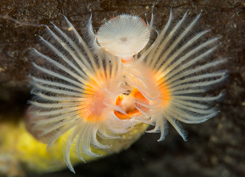 Serpula vermicularis - Worms (from various groups)