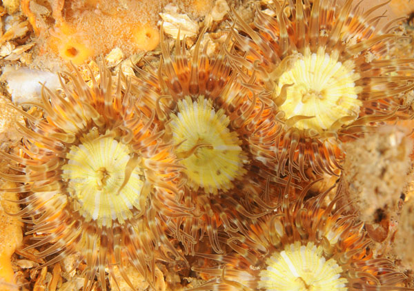 Sagartia elegans - Anemones (Anthozoa)