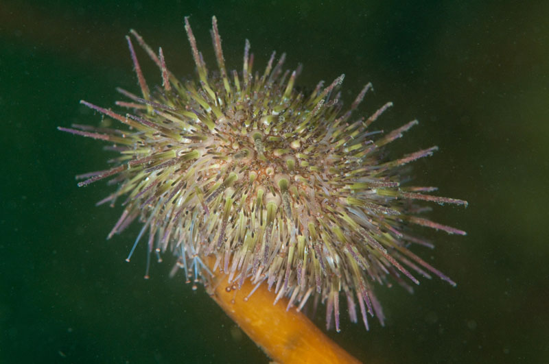 Psammechinus miliaris - Sea Urchins (Echinodermata)