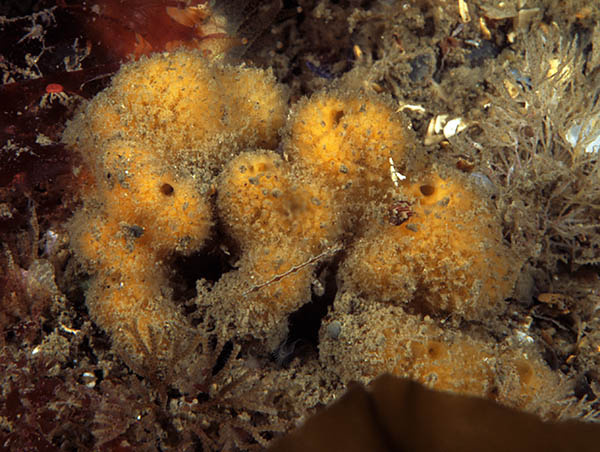 Stelligera rigida - Sponges (Porifera)