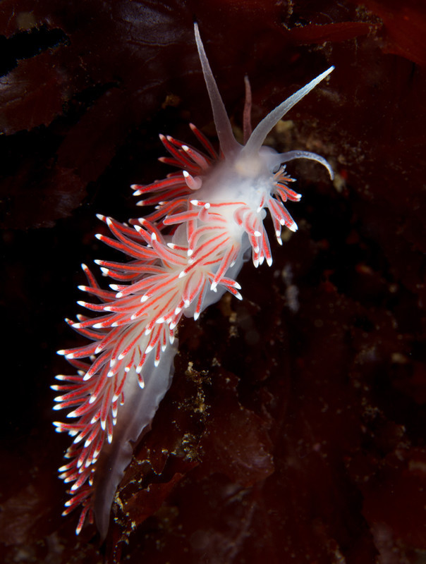 Carronella pellucida - Sea Slugs & Sea Hares (Nudibranchs etc)