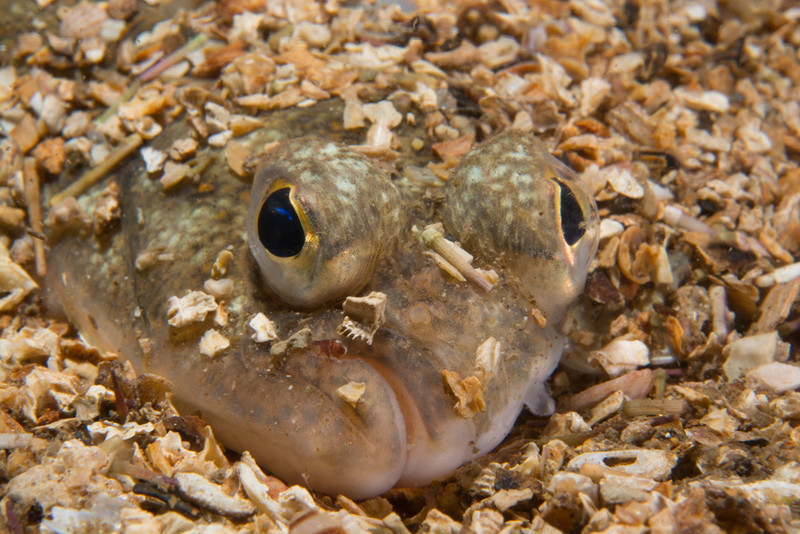 32 (probably Plaice) - HELP! - Identification Required