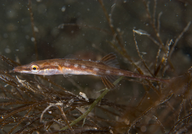 Spinachia spinachia - Fishes – bony and cartilagous (Pisces)
