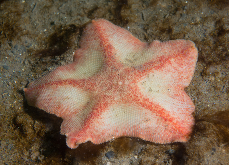 Anseropoda placenta - Starfish (Echinodermata)