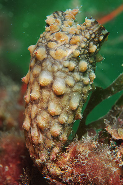 Styela clava - Sea Squirts (Tunicata)