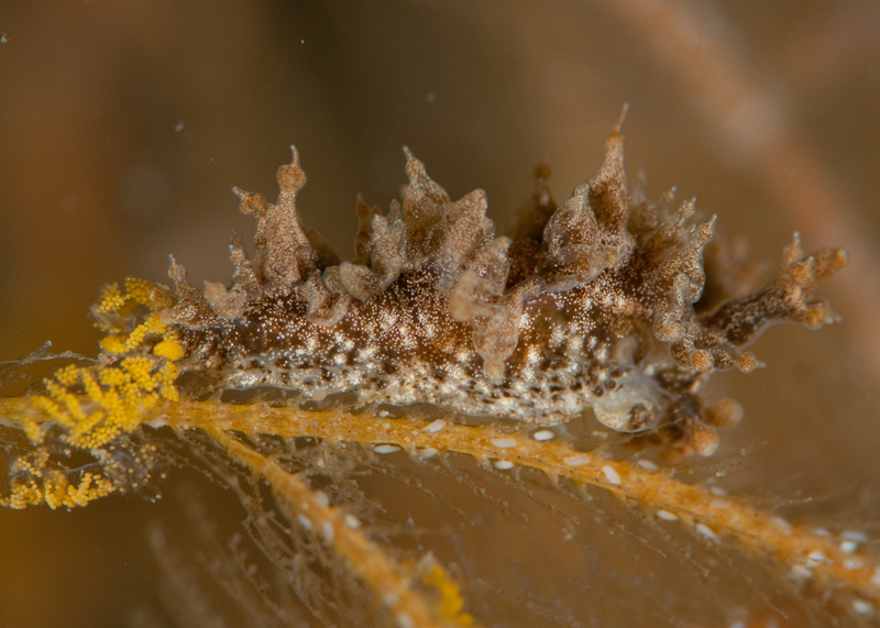 Lomanotus marmoratus - Sea Slugs & Sea Hares (Nudibranchs etc)
