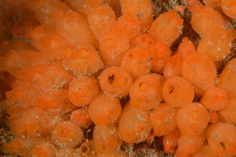Stolonica socialis - Sea Squirts (Tunicata)