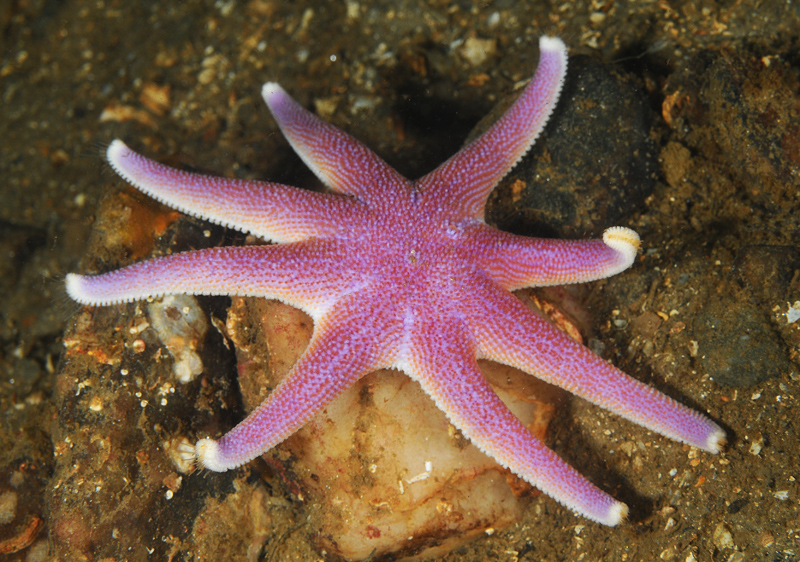 Solaster endeca - Starfish (Echinodermata)