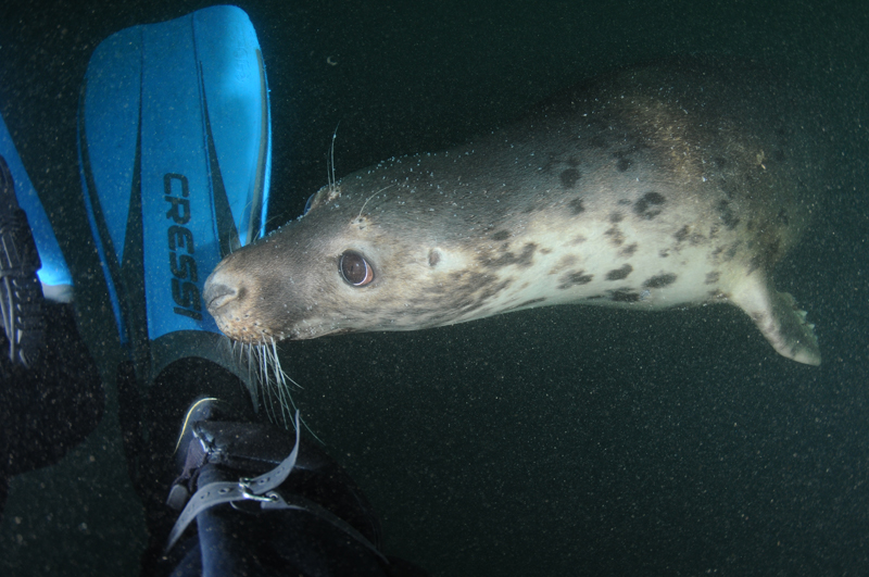 Grey Seal - Halichoerus grypus - Grey Seals
