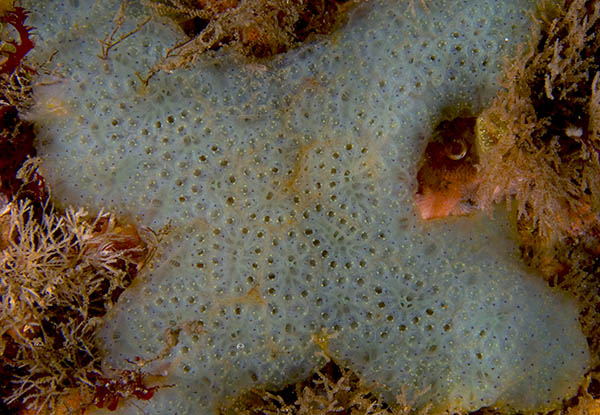 Botryllus schlosseri - Sea Squirts (Tunicata)