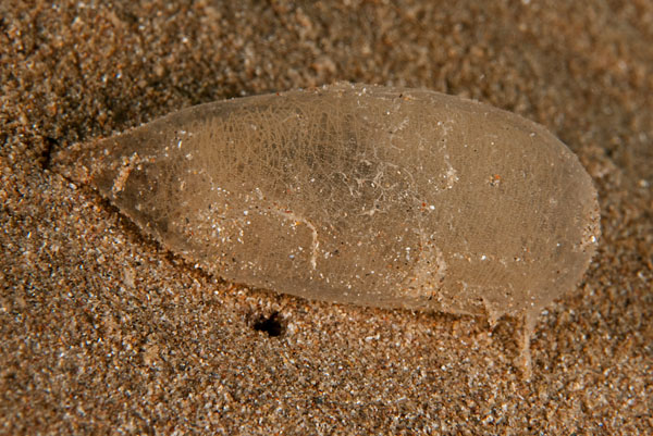 Philine quadripartita egg mass - Sea Snails, Bivalves & Lamp Shells (Mollusca etc)
