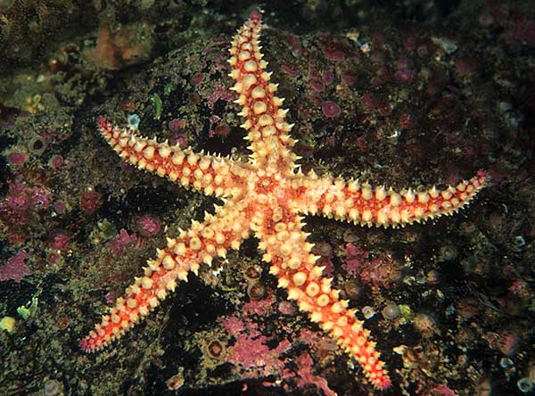 Marthasterias glacialis - Starfish (Echinodermata)