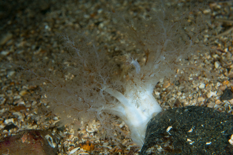 Neopentadactyla mixta - Sea Cucumbers (Echinodermata)