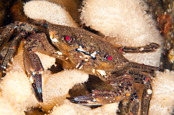 Necora puber - Crabs, Lobsters, Shrimps & Prawns etc (Crustacea)