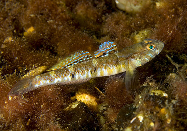 Pomatoschistus pictus - Fishes – bony and cartilagous (Pisces)