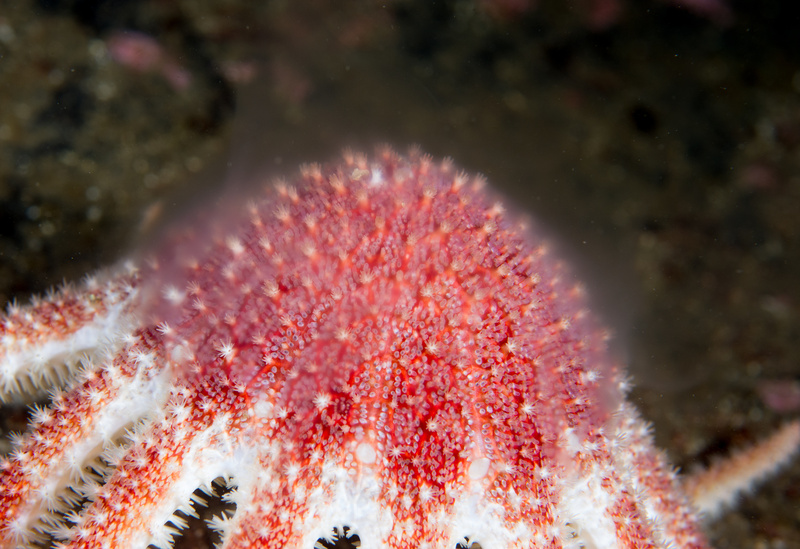 Crossaster papposus spawning - Starfish (Echinodermata)