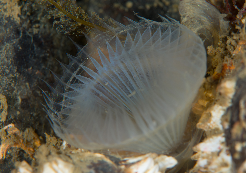 Myxicola infundibulum - Worms (from various groups)