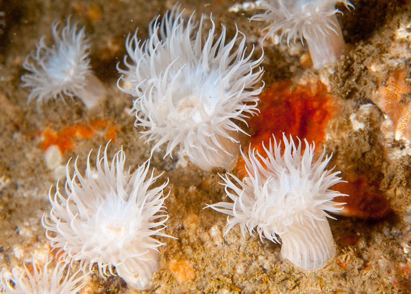 Actinothoe sphyrodeta - Anemones (Anthozoa)