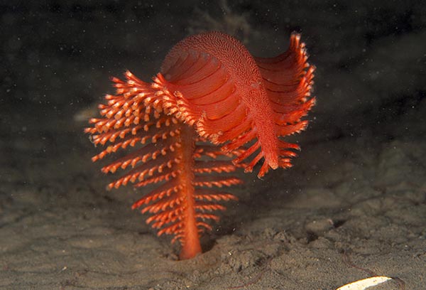 Pennatula phosphorea - Corals (Anthozoa)