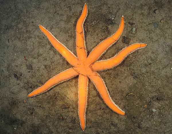 Luidia ciliaris - Starfish (Echinodermata)