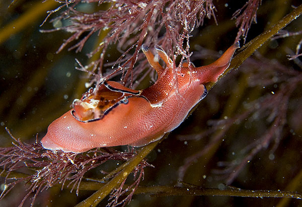 Aplysia punctata - Sea Slugs & Sea Hares (Nudibranchs etc)