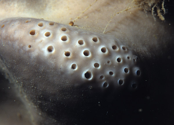 Pachymatisma johnstonia - Sponges (Porifera)