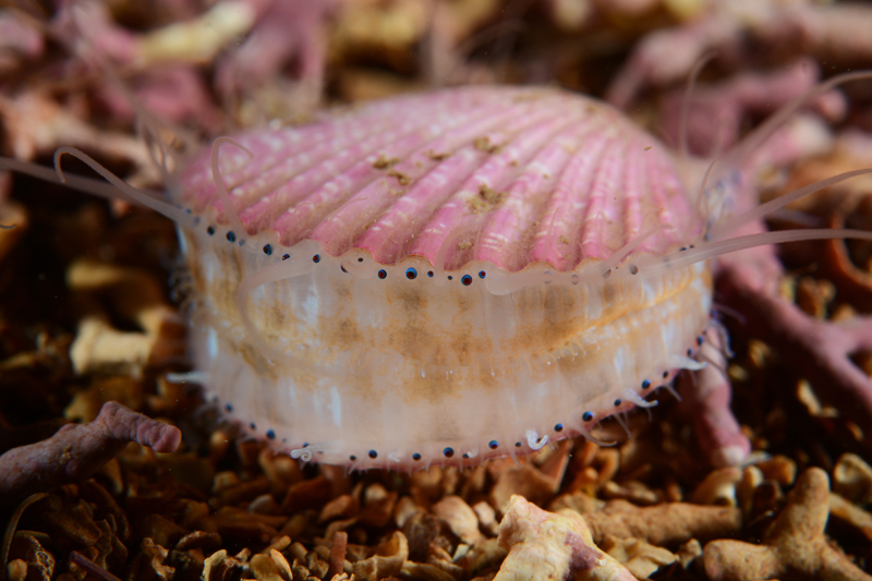 Aequipecten opercularis - Sea Snails, Bivalves & Lamp Shells (Mollusca etc)