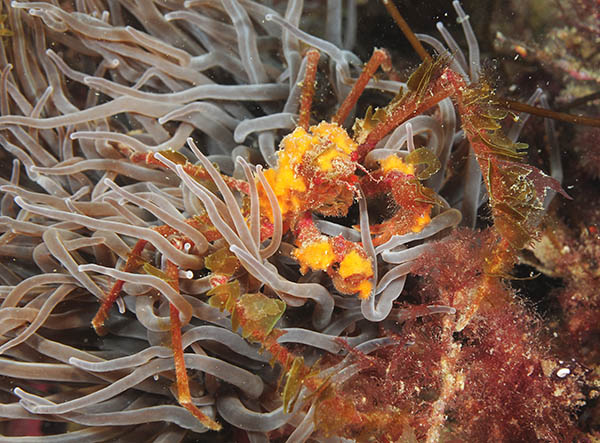Inachus phalangium - Crabs, Lobsters, Shrimps & Prawns etc (Crustacea)